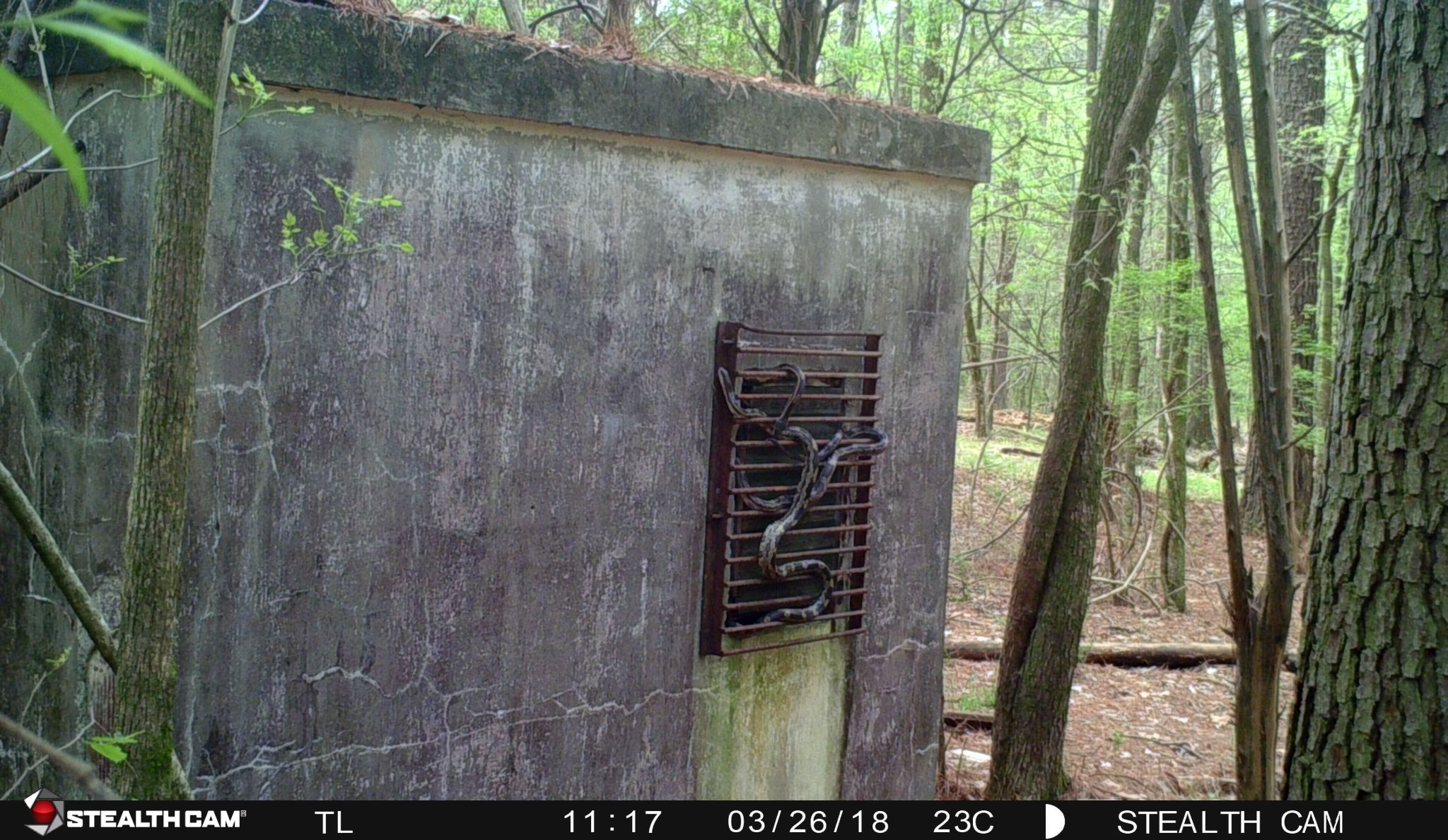 17 three snakes twined